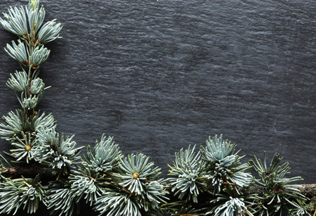 Photography of a cedar branch on slate background for menus, labels or signsの写真素材