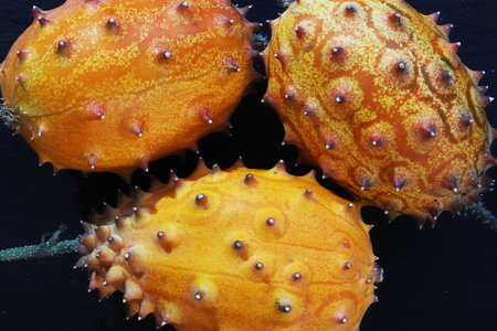 Photography of three kiwanos or african horned melons on slate background for food illustrations