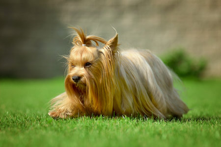 Yorkshire terrier long hair runnin on green meadow in parkの写真素材