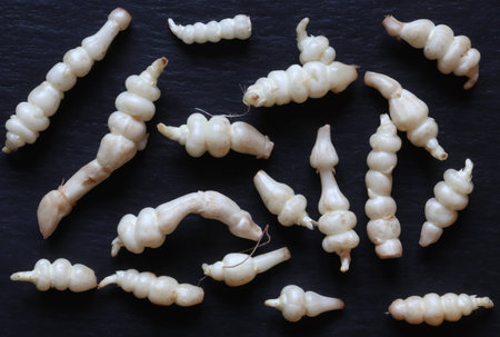 Photograph of many crosnes isolated on slate for food background