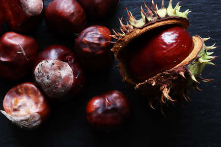 Fresh conkers in and out their spiky capsule from a horse chestnut tree also called horse-chestnut, buckeye, conker tree or Spanish chestnut on on slate for nature illustrationsの写真素材