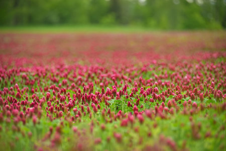Blooming field of red cloverの写真素材