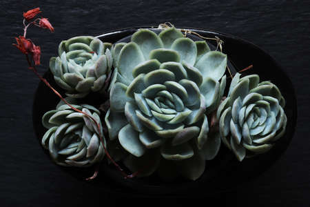 Photograph of four houseleek plants and flowers on a slate background for horticultural illustrations / a succulent plant with rosettes of fleshy leaves and small pink flowersの写真素材