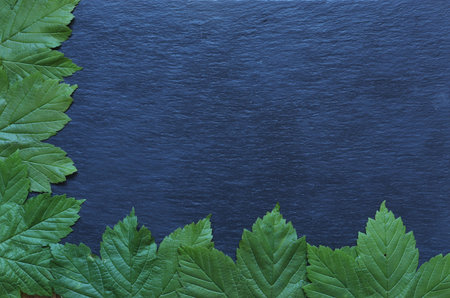 Photography of mapple leaves on slate background for restaurant menuの写真素材