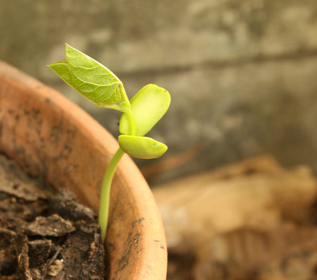 Green sprout growing in the pot