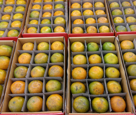 Oranges in paper boxの写真素材