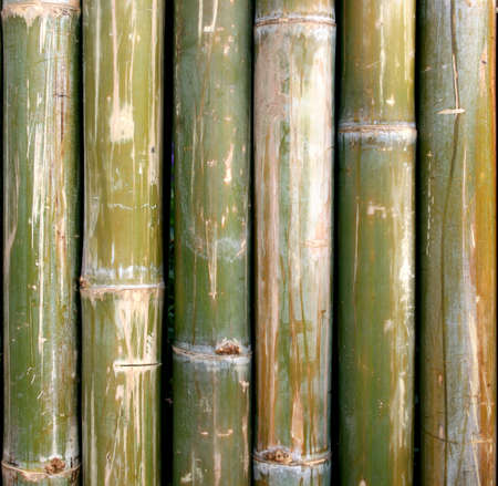 green bamboo for backgroundの写真素材