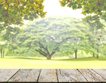 Empty wood plank table top with green nature leaves background and blurred treeの写真素材