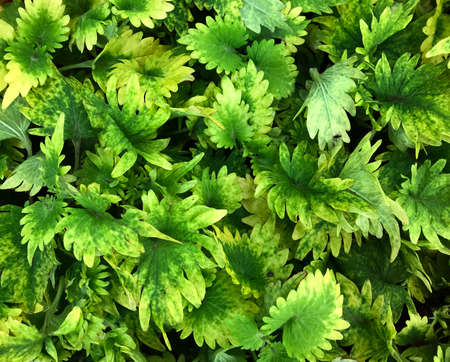 tropical nature leaves plant for summer backgroundの写真素材