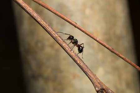 Black ant perched on branches