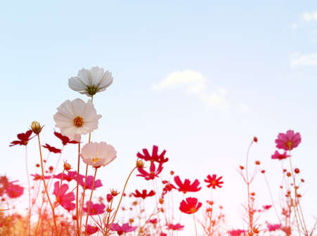 Purple, pink, red, cosmos flowers in the garden with blue sky and clouds backgroundの写真素材