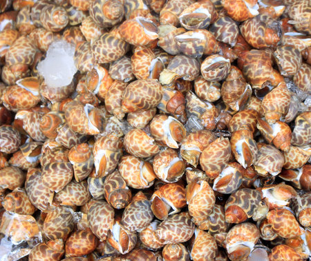Seafood. Fresh snails in the fish market