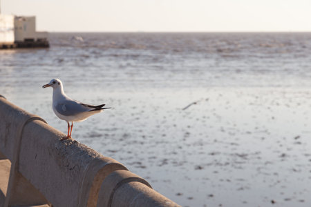 Seagull perched on the railing.