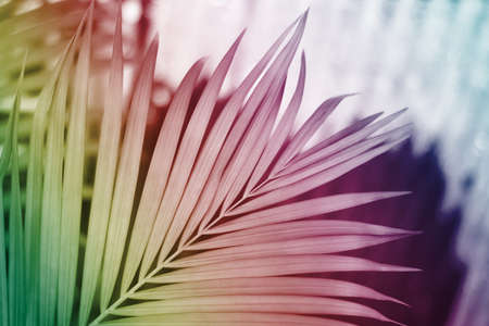cololful tropical palm leaf with shadow on white wallの写真素材