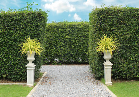 Ornamental shrubs ,Wall shrubs
