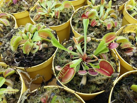 carnivorous tropical flytrap pitcher plant,nepenthes species