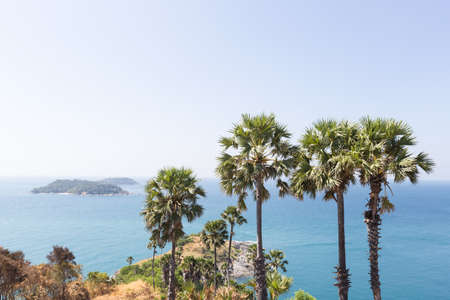 sugar palm a row by the sea.の写真素材