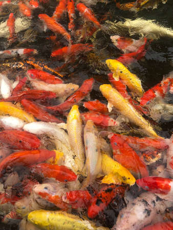 Japanese Koi Carps Fish (cyprinus Carpio) swimming in a pondの写真素材