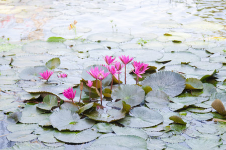 Lotus in a pond