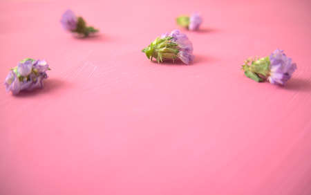 Middle top view of purple flowers, botany flat lay on pink grunge acrylic painted canvas background. For your mockup, overlay, celebrations, anniversary or spa concept. Copy space for text or image.の写真素材