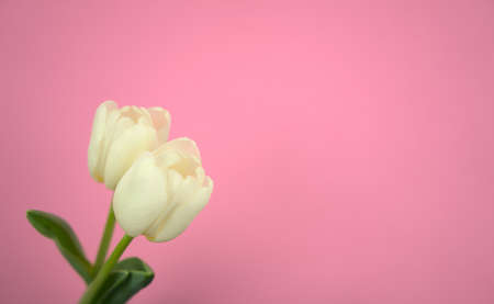 White tulips with pink pastel abstract background. Head on shot, horizontal image style. Free space for your text, image or message.の写真素材