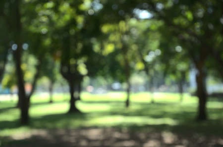 Bokeh of nature fresh air in green metropolitan local urban park, open clear airy forest with sunlight, place for relaxation, healthy lifestyle. Beautiful blurry natural abstract background.の写真素材