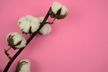 Cotton flower branch flat lay on pink pastel background. Still life, fine art style photography. Top view, high angle, horizontal image style with free, copy space for text, design.の写真素材