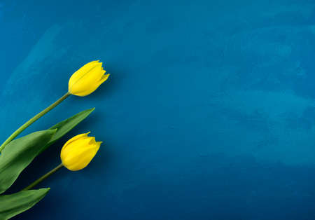 Bright yellow tulip flowers flat lay on handmade classic blue grunge abstract acrylic texture background.の写真素材