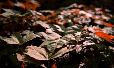 Brown colored leaves, foliages, plant natural abstract background. Fresh nature tree texture with...