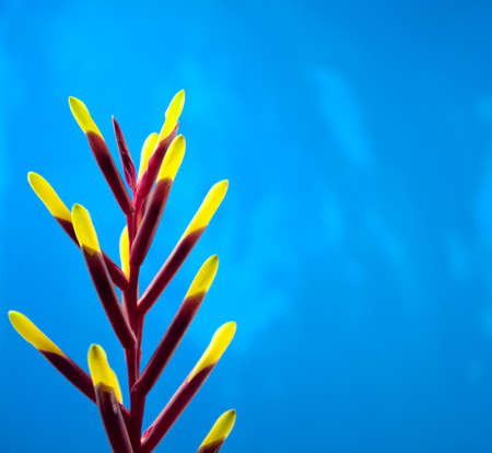 Bromeliads, Bromeliaceae. Close-up of vivid panicle of magenta stem and yellow petals bromeliads plant. Isolated on blurry blue grunge background. Off-center, head on composition. Vertical image.の写真素材