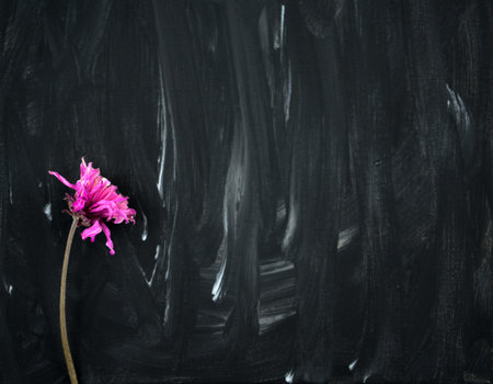 Dry pink purple flower on black and white abstract painting background. Acrylic grunge color painted...
