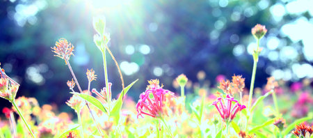 Flower, plant, blossoms background. Botany with blurry, bokeh abstract. Seasonal change, spring,...