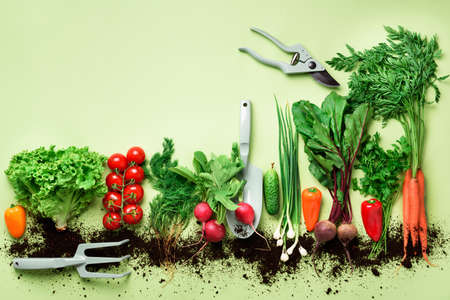Organic vegetables and garden tools on green background with copy space. Top view of carrot, beet, pepper, radish, dill, parsley, tomato, lettuce. Veggies growing in soil. Vegan, eco conceptの写真素材