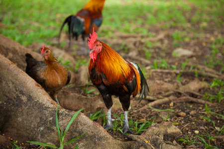 Chicken flocks are tricky.の写真素材