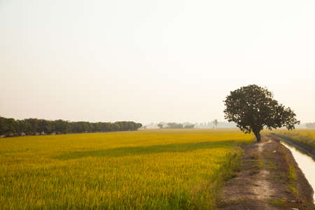 Large tree in rice fields.の写真素材