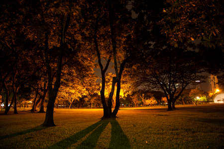 Trees and lawns.の写真素材