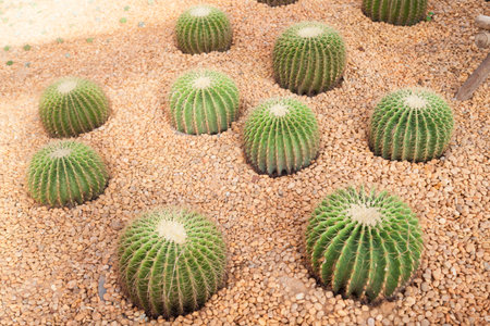 Cactus in stone