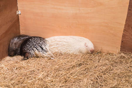 porcupine in the farmの写真素材