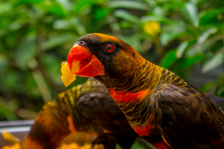 bird, parrot (Eclectus roratus) burung nuri, eating seeds. beautiful parrot on green tree in nature habitatの素材