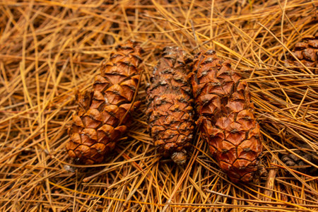 brown pine cone, pine seed on wood backgroundの素材