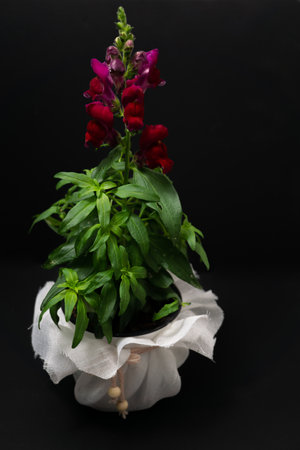 natural ornamental potted plant , isolated on black background copy-spaceの素材