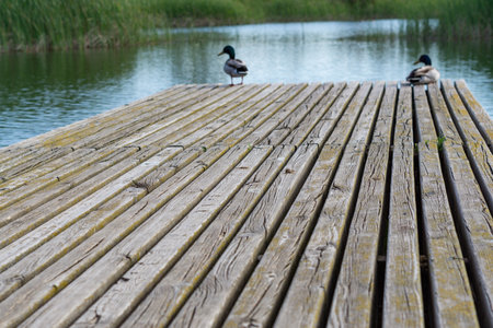 white swan swimming in the lake sunny dayの素材