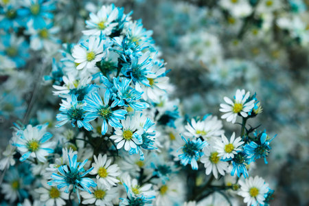 A bouquet from blue and white chamomiles at the flower market. Chiang Mai, Thailand.の素材