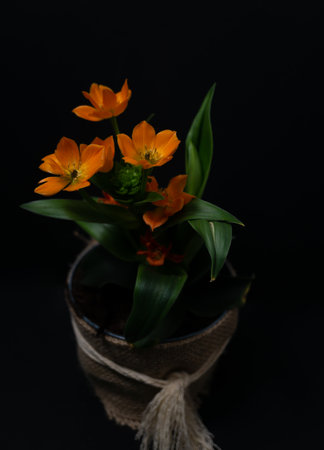 natural ornamental potted plant , isolated on black background copy-spaceの素材