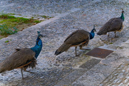 peacocks strolling through the streetsの素材