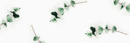 Web banner with chaotically located twigs of eucalyptus.の素材