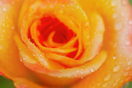 Macro photo of a flower with dew drops. Yellow rose with drops after rain.の素材