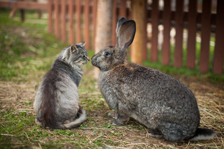 Nice photo of cat and rabbit friendshipの素材