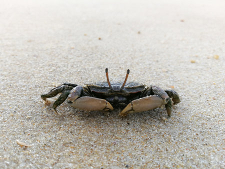 Crab on the beach in the morning, Thailand, South East Asiaの写真素材