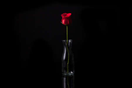 Red rose with jar on isolate black の写真素材